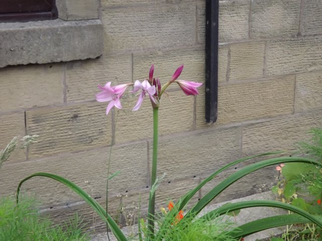 BarrowfordBestKeptGardens2019_062_25pc