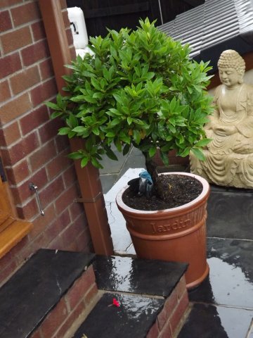 BarrowfordBestKeptGardens2019_233_25pc