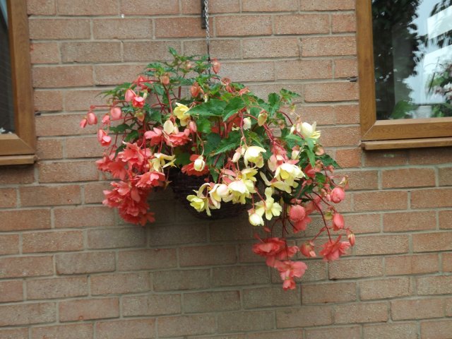 BarrowfordBestKeptGardens2019_247_25pc