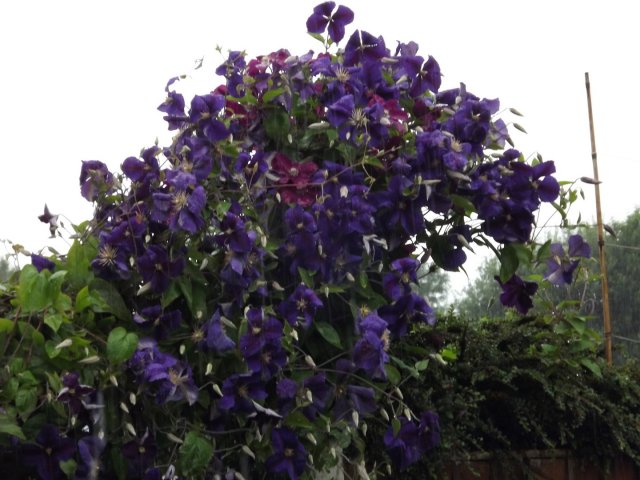 BarrowfordBestKeptGardens2019_256_25pc