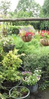 BarrowfordBestKeptGardens2019_043_25pc