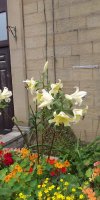 BarrowfordBestKeptGardens2019_060_25pc