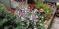 BarrowfordBestKeptGardens2019_020_25pc