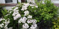 BarrowfordBestKeptGardens2019_132_25pc