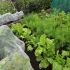 BarrowfordBestKeptGardens2019_109_25pc