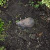BarrowfordBestKeptGardens2019_158_25pc