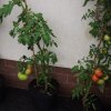 BarrowfordBestKeptGardens2019_235_25pc